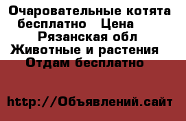 Очаровательные котята бесплатно › Цена ­ 0 - Рязанская обл. Животные и растения » Отдам бесплатно   